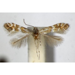 /filer/webapps/moths_gc/media/images/W/watanabei_Phyllonorycter_PT_ZSM_2.jpg