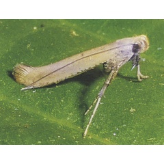 /filer/webapps/moths_gc/media/images/R/roseipennella_Caloptilia_A_Prick-et-al_2018_176.jpg