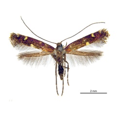 /filer/webapps/moths_gc/media/images/C/commoni_Polka_HT_De-Prins-etal_2025_304.jpg