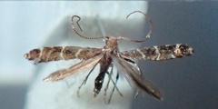 /filer/webapps/moths_gc/media/images/P/pentaplaca_Aspilapteryx_A_Bippus_2019_22_10.jpg