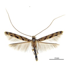 /filer/webapps/moths_gc/media/images/C/crotonella_Diphtheroptila_HT_ANIC.jpg