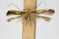 Caloptilia xanthocephala