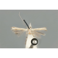 /filer/webapps/moths_gc/media/images/M/maculosa_Cuphodes_PLT_ANIC31-087224_dorsal.jpg