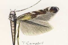 Polysoma lithochrysa