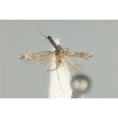 /filer/webapps/moths_gc/media/images/A/acares_Aristaea_ST_ANIC31-076454_dorsal.jpg