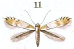 Phyllonorycter roborifoliella