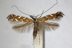 Aristaea pavoniella