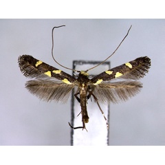 /filer/webapps/moths_gc/media/images/O/octopunctata_Caloptilia_A_EIHU.jpg