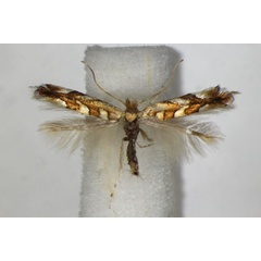 /filer/webapps/moths_gc/media/images/M/muelleriella_amyotella_Phyllonorycter_A_ZSM_2.jpg