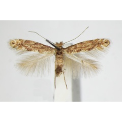 /filer/webapps/moths_gc/media/images/P/pastorella_Phyllonorycter_A_ZSM_3.jpg