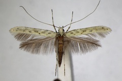 Povolnya leucapennella