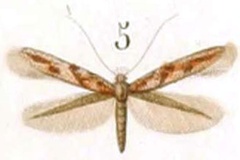 Phyllonorycter acaciella