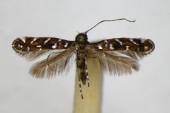 Parectopa ononidis
