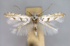 Phyllonorycter abrasella