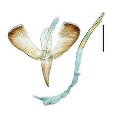 /filer/webapps/moths_gc/media/images/C/celtidis_Caloptilia_GM_Kim-etal_2022_4.jpg