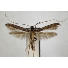 /filer/webapps/moths_gc/media/images/K/kadsurae_Caloptilia_PT_ZSM.jpg