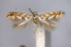 Phyllonorycter apparella