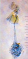 /filer/webapps/moths_gc/media/images/P/pentaplaca_Aspilapteryx_GF_Bippus_2019_22.jpg
