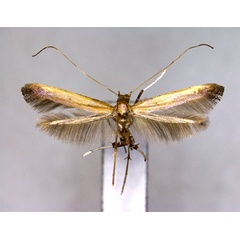 /filer/webapps/moths_gc/media/images/R/rhois_Caloptilia_PT_EIHU_2.jpg