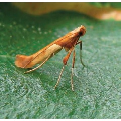 /filer/webapps/moths_gc/media/images/H/hemidactylella_Caloptilia_Plant_2022_29d.jpg