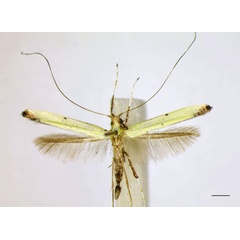 /filer/webapps/moths_gc/media/images/M/mwamba_Caloptilia_PT_MHNG_LR.jpg