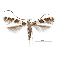 /filer/webapps/moths_gc/media/images/P/pavoniae_Telamoptilia_HT_Davis-et-Davis_2017_2.jpg