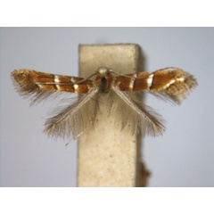 /filer/webapps/moths_gc/media/images/A/aceriella_Cameraria_A_EIHU.jpg