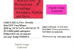 Phyllocnistis drimiphaga
