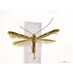 /filer/webapps/moths_gc/media/images/C/cairna_Diphtheroptila_PT_NULT023277_ANIC.jpg
