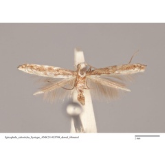 /filer/webapps/moths_gc/media/images/Z/zalosticha_Epicephala_LT_ANIC31-053788_dorsal.jpg