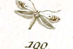 Phyllocnistis cerasifoliella
