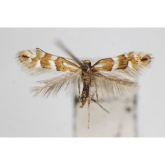 /filer/webapps/moths_gc/media/images/S/sorbicola_Phyllonorycter_A_ZSM_2.jpg