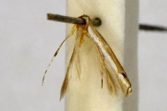 Acrocercops acanthidias