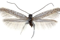 Aspilapteryx multipunctella