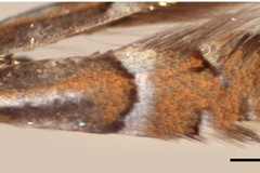 Phyllonorycter ulmifoliella