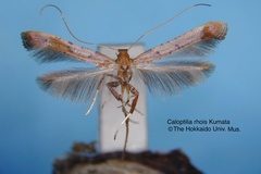 Caloptilia rhois