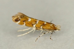 Cameraria gaultheriella