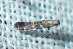 /filer/webapps/moths_gc/media/images/P/pentaplaca_Aspilapteryx_A_Bippus_2019_22.jpg