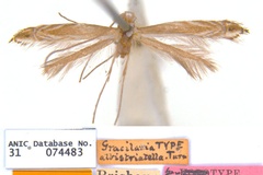 Epicephala albistriatella