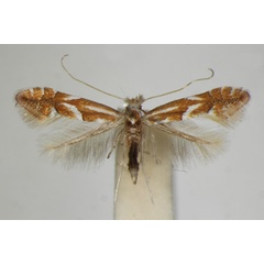 /filer/webapps/moths_gc/media/images/C/cerasicolella_Phyllonorycter_A_ZSM_7.jpg