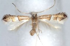Phyllonorycter nipponicella