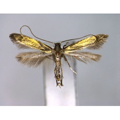 /filer/webapps/moths_gc/media/images/A/aureola_Eucalybites_PT_EIHU.jpg