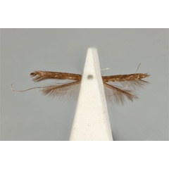 /filer/webapps/moths_gc/media/images/H/holoteles_Cuphodes_HT_ANIC31-010796_ventral.jpg