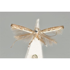 /filer/webapps/moths_gc/media/images/D/dialeuca_Toowoomba_PLT_ANIC31-053596_dorsal.jpg