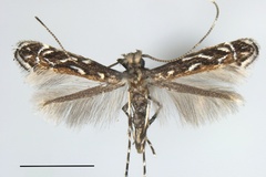 Liocrobyla indigofera