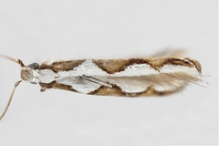 Acrocercops cordiella