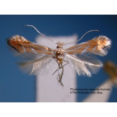 /filer/webapps/moths_gc/media/images/M/matsudai_Phyllonorycter_HT_EIHU.jpg