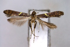 Caloptilia oxydelta