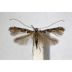 /filer/webapps/moths_gc/media/images/B/brongniardella_Acrocercops_A_ZSM_4.jpg