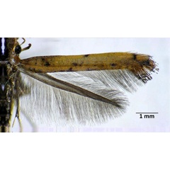 /filer/webapps/moths_gc/media/images/P/perseae_Caloptilia_AM2_Iruegas-Buentello-etal_2025_6.jpg